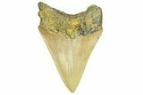 Bargain, Fossil Megalodon Tooth - Serrated Blade #294499-1